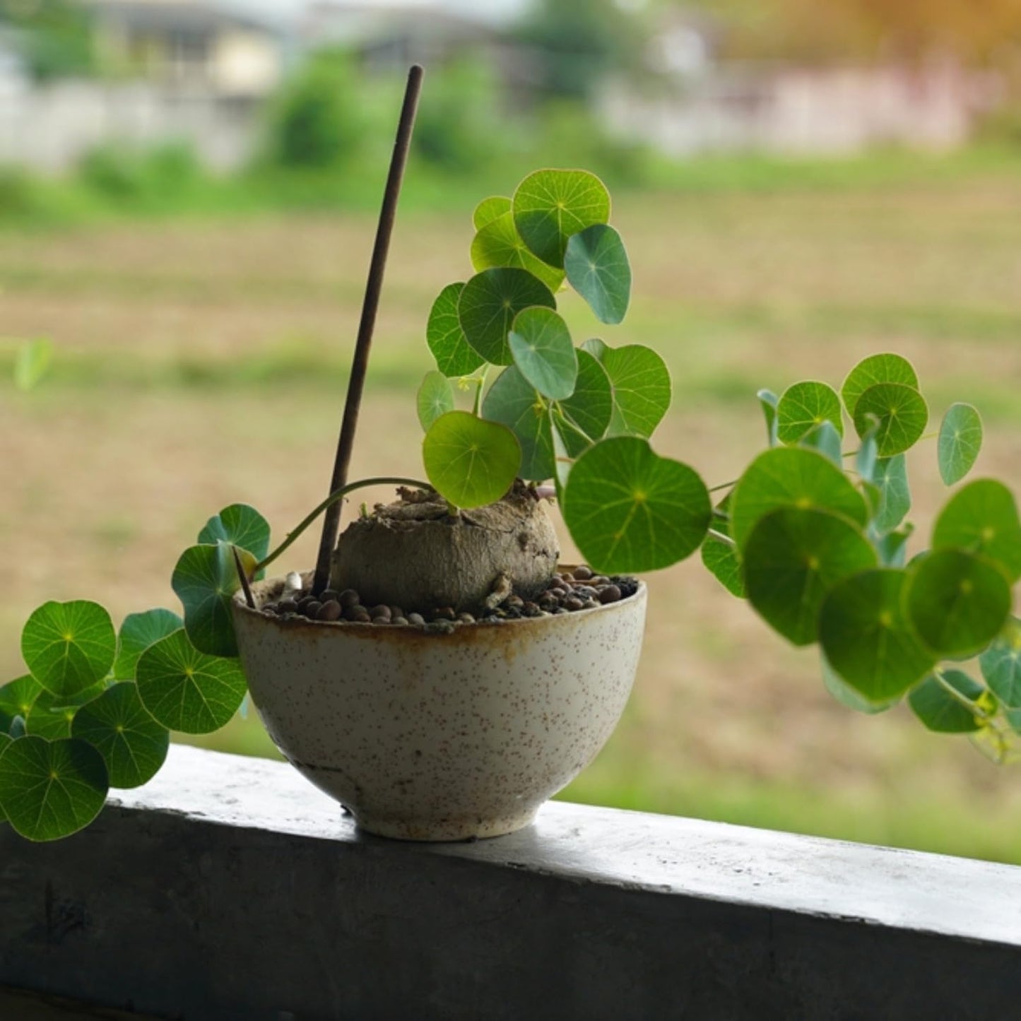 Stephania Erecta Live Bulb – Air Purifying Indoor Plant