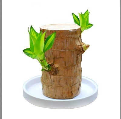 Buy 1 Get 1 Lucky Brazil Wood Potted Plant Healthy Indoor Live Lucky Brazilian Wood Plant for Living Room, Feng Shui Plant