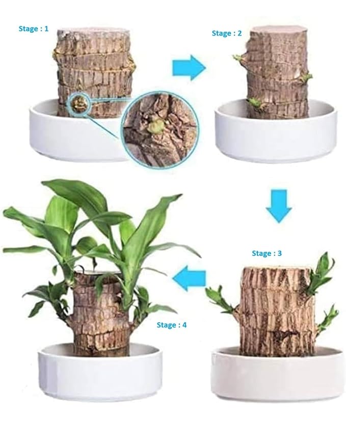 Buy 1 Get 1 Lucky Brazil Wood Potted Plant Healthy Indoor Live Lucky Brazilian Wood Plant for Living Room, Feng Shui Plant