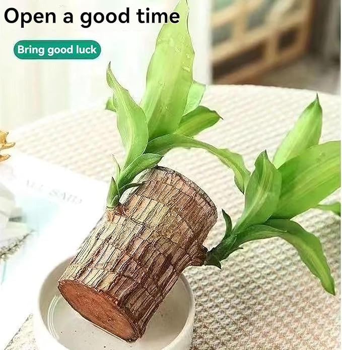 Buy 1 Get 1 Lucky Brazil Wood Potted Plant Healthy Indoor Live Lucky Brazilian Wood Plant for Living Room, Feng Shui Plant