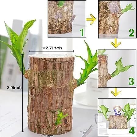 Buy 1 Get 1 Lucky Brazil Wood Potted Plant Healthy Indoor Live Lucky Brazilian Wood Plant for Living Room, Feng Shui Plant