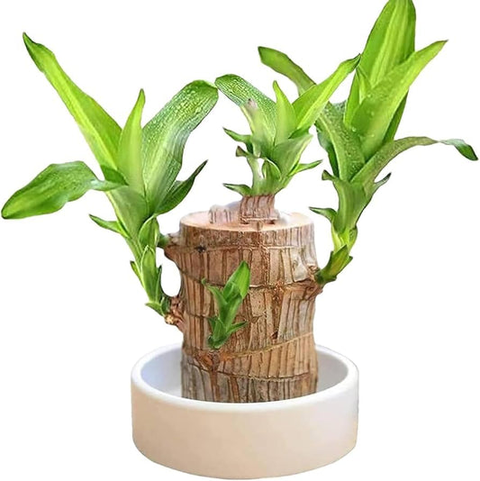 Buy 1 Get 1 Lucky Brazil Wood Potted Plant Healthy Indoor Live Lucky Brazilian Wood Plant for Living Room, Feng Shui Plant